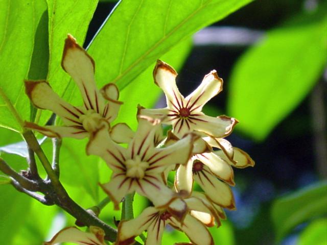 http://en.wikipedia.org/wiki/File:Cola_acuminata-masc-fem.jpg