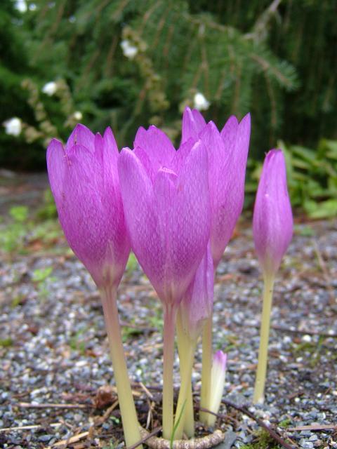http://www.aphotoflora.com/DevonandCornwall/Colchicum%20autumnale25-08-04.jpg