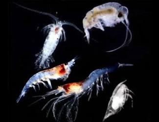 zooplankton