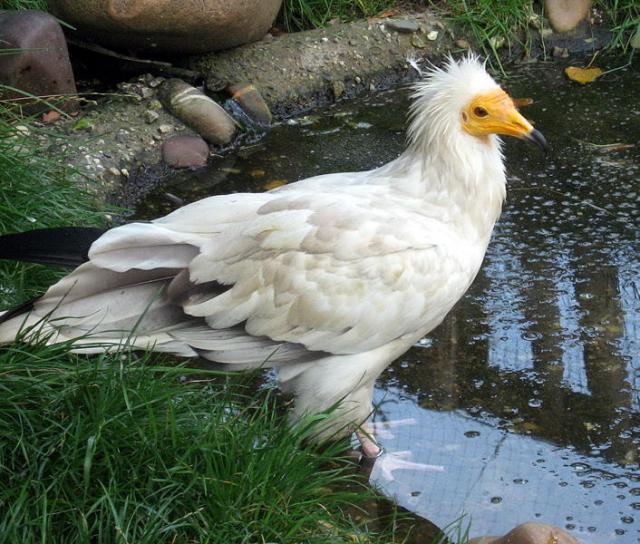 Dögkeselyű