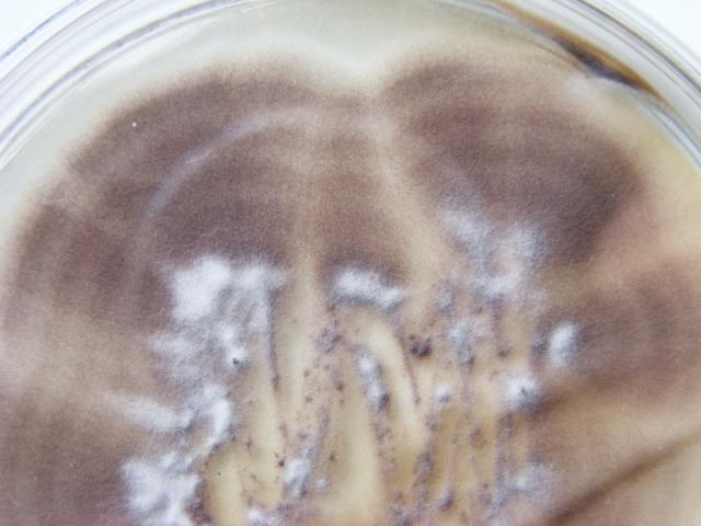 Mucor 