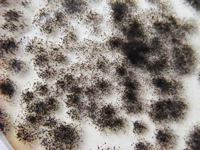 Aspergillus niger 