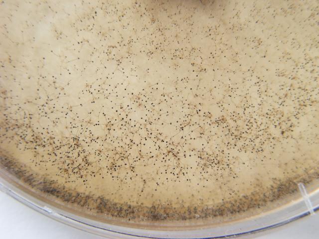 Rhizopus