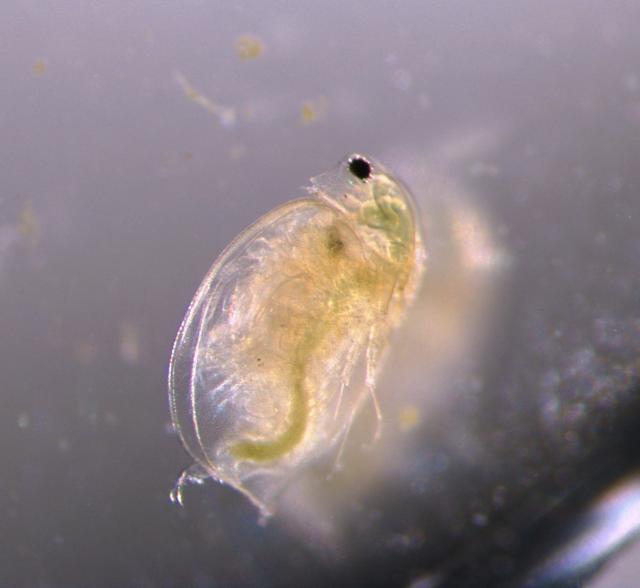 Daphnia magna, ökotoxikológiai tesztorganizmus