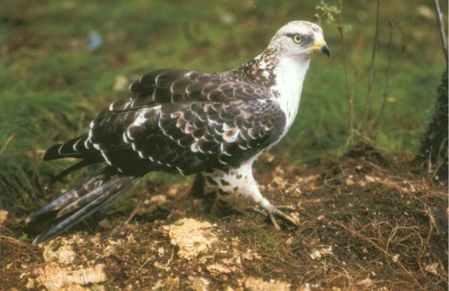 Darázsölyv