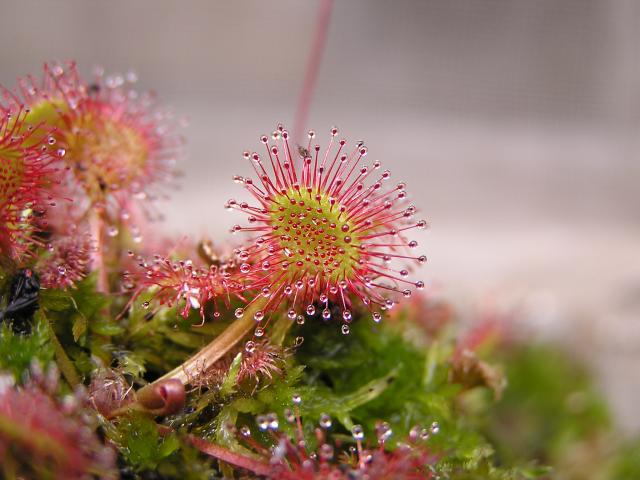 http://commons.wikimedia.org/wiki/File:Drosera_rotundifolia_leaf_Darwiniana.jpg