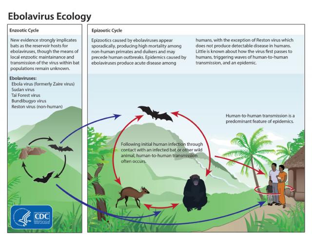 Ebola transmission