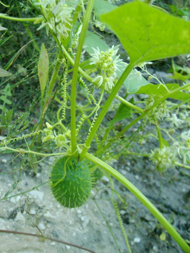 http://en.wikipedia.org/wiki/File:Echinocystis_lobata.jpg