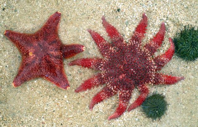 Tüskésbőrűek (Echinodermata)