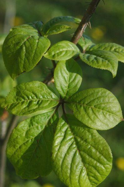 http://en.wikipedia.org/wiki/File:Eleutherococcus_senticosus_leaves.jpg