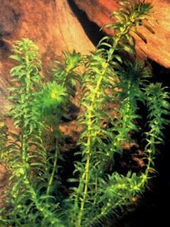 Elodea canadensis