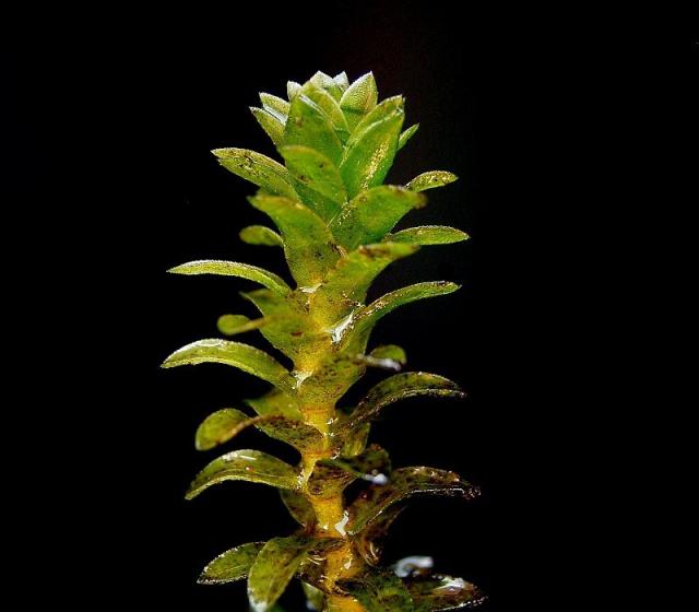http://en.wikipedia.org/wiki/File:Elodea_canadensis2_ies.jpg