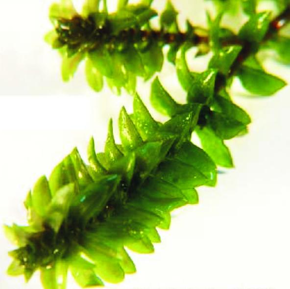 Elodea canadensis Michx. (Elodea)