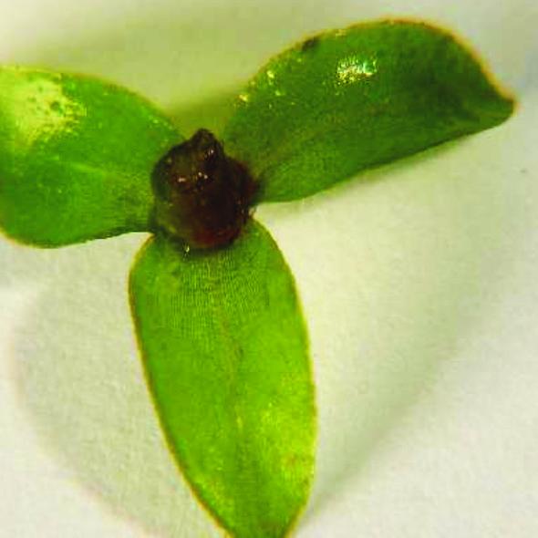 Elodea canadensis Michx. (Elodea)