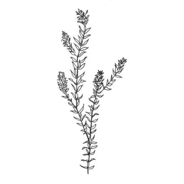 Elodea canadensis Michx. (Elodea)