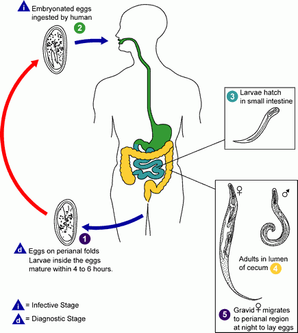 Schistosoma haematobium (Vérmétely)