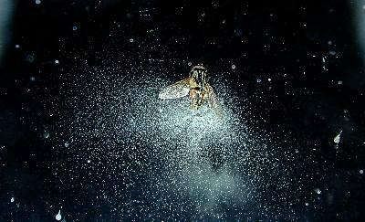 Entomophthorales rend