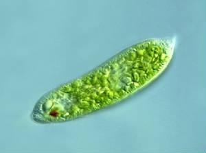 Euglena