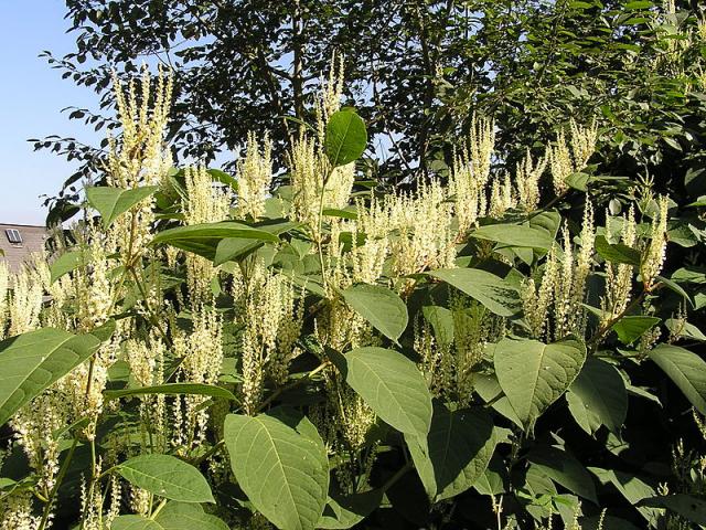 http://hu.wikipedia.org/w/index.php?title=F%C3%A1jl:Fallopia_japonica_MdE_2.jpg&