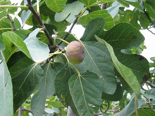 http://www.agroatlas.ru/en/content/related/Ficus_carica/