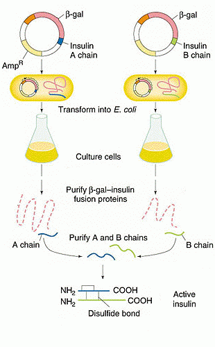 http://www.mun.ca/biology/scarr/Insulin_cloning.html