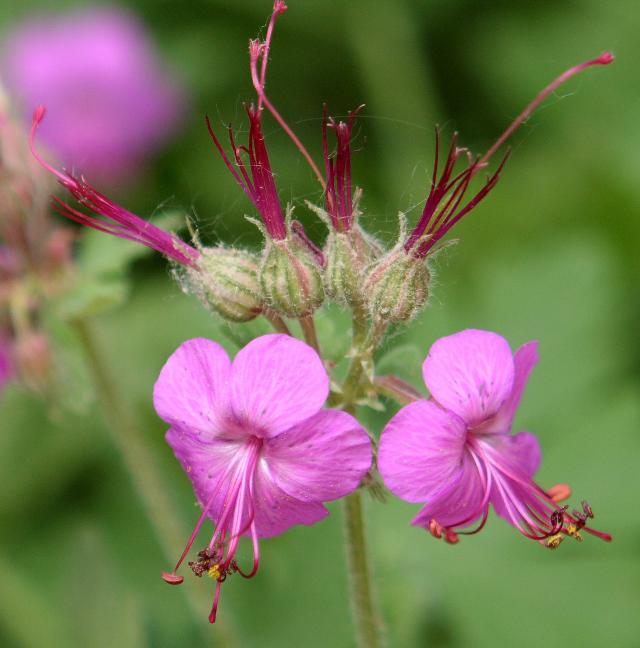 http://en.wikipedia.org/wiki/File:Geranium_macrorrhizum_flowers.jpg
