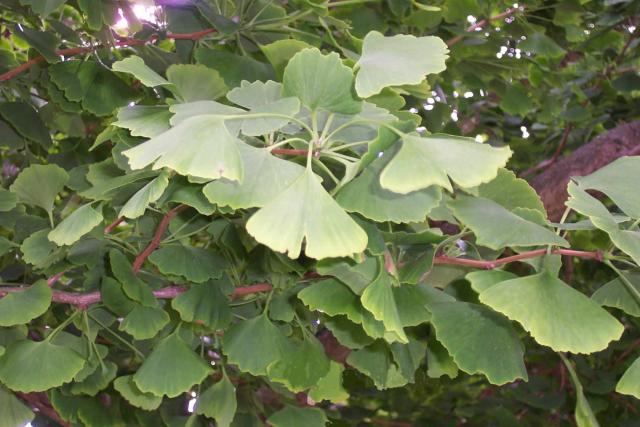 Ginkgophyta