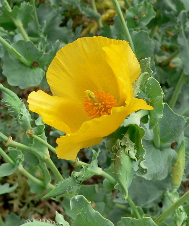 http://commons.wikimedia.org/wiki/File:Glaucium_flavum_aurantiacum_2.jpg