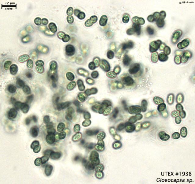 Gloeocapsa sp.