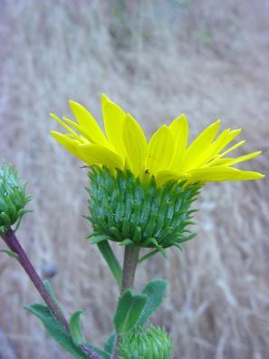 http://www.calflora.net/bloomingplants/gumplant.html