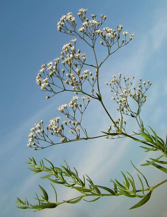 http://flora.nhm-wien.ac.at/Seiten-Arten/Gypsophila-paniculata.htm