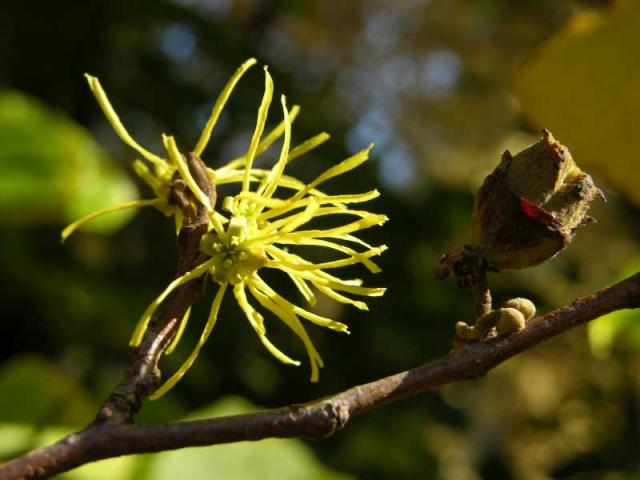 http://www.botanischergarten.ch/web/boga/bluehende_pflanzen/bluehende_pflanzen06