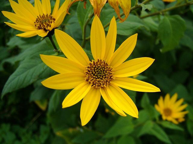 http://www.aphotoflora.com/DevonandCornwall/Helianthus%20tuberosus-fcu-09-10-07.
