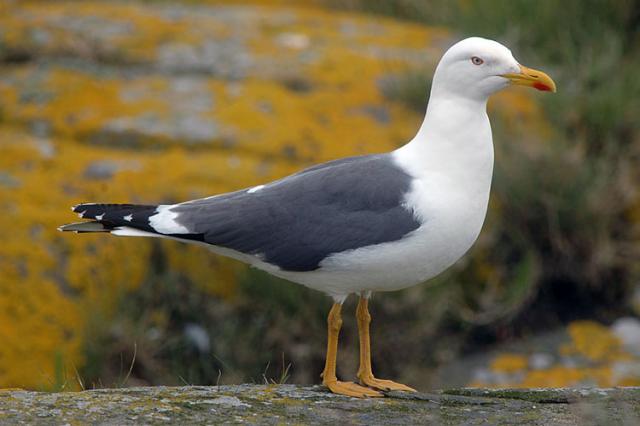 Heringsirály