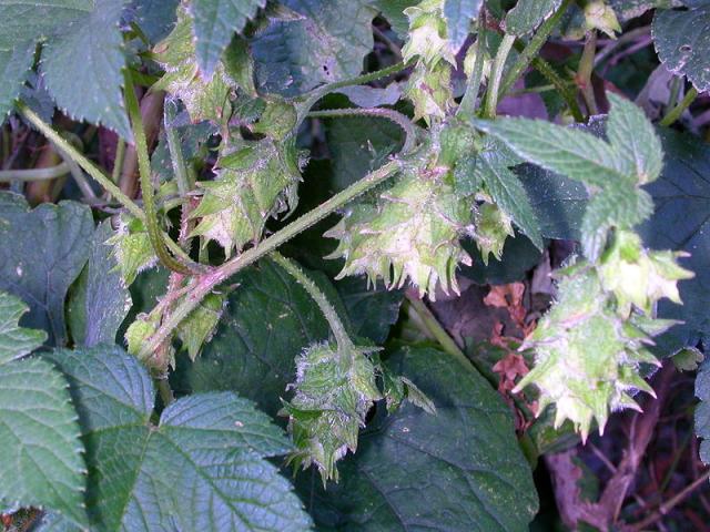 http://species.wikimedia.org/wiki/File:Humulus_Japonicus_female.jpg