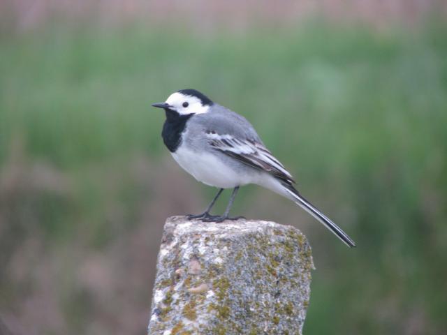 Pied Wagtail (Motacilla alba)