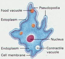 Amoebae