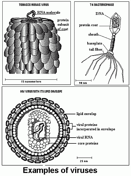 Binal virus