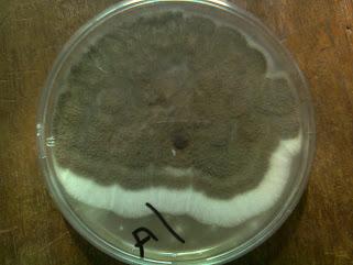 Aspergillus niger