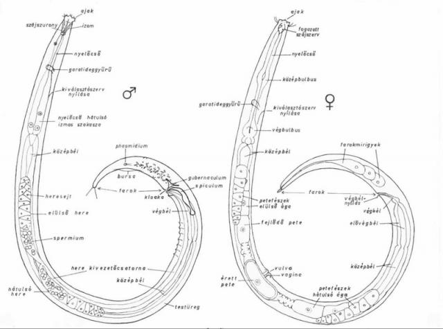 Fonálférgek testfelépítése vázlatosan