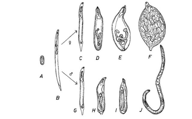 Heterodera schachtii