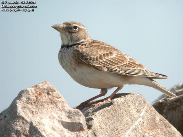 Kalandrapacsirta