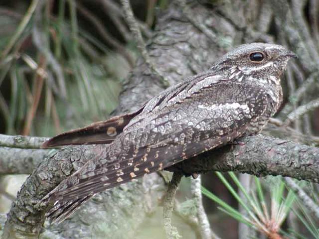 Lappantyú