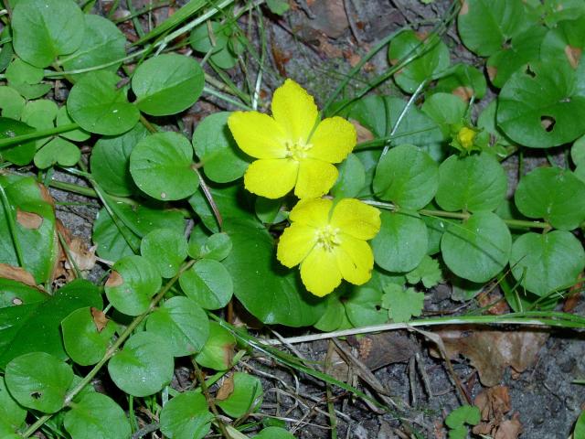 http://it.wikipedia.org/wiki/File:Lysimachia_nummularia_kz.jpg