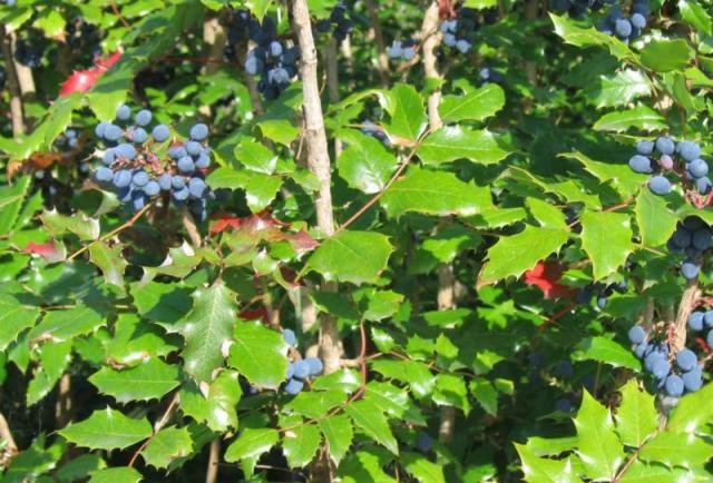 http://www.plantcare.com/encyclopedia/grape-holly-2342.aspx