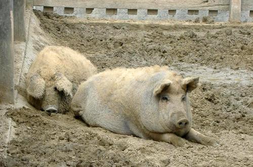 mangalica