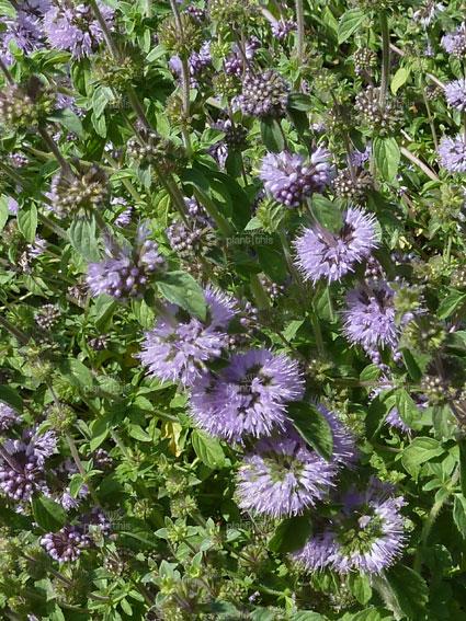 http://www.plantthis.com.au/plant-information.asp?gardener=18696