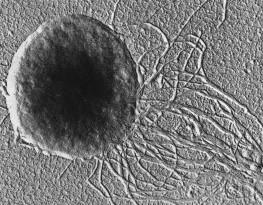 Methanococcus janaschii