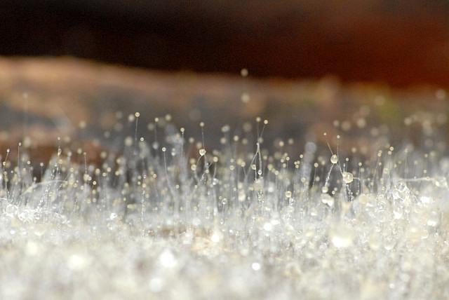 Mucor