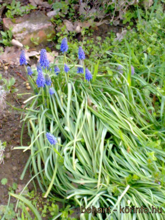 Muscari armeniacum
